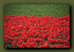 Tulpenfeld mit roten Tulpen
