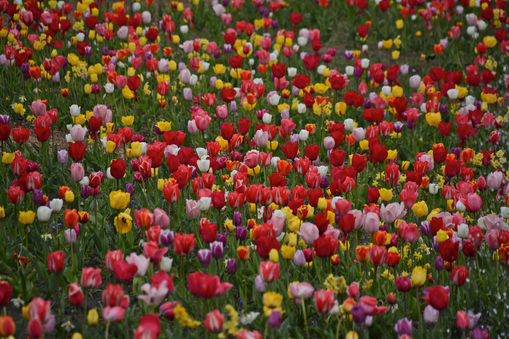 Tulpenfeld mitten in Bremen