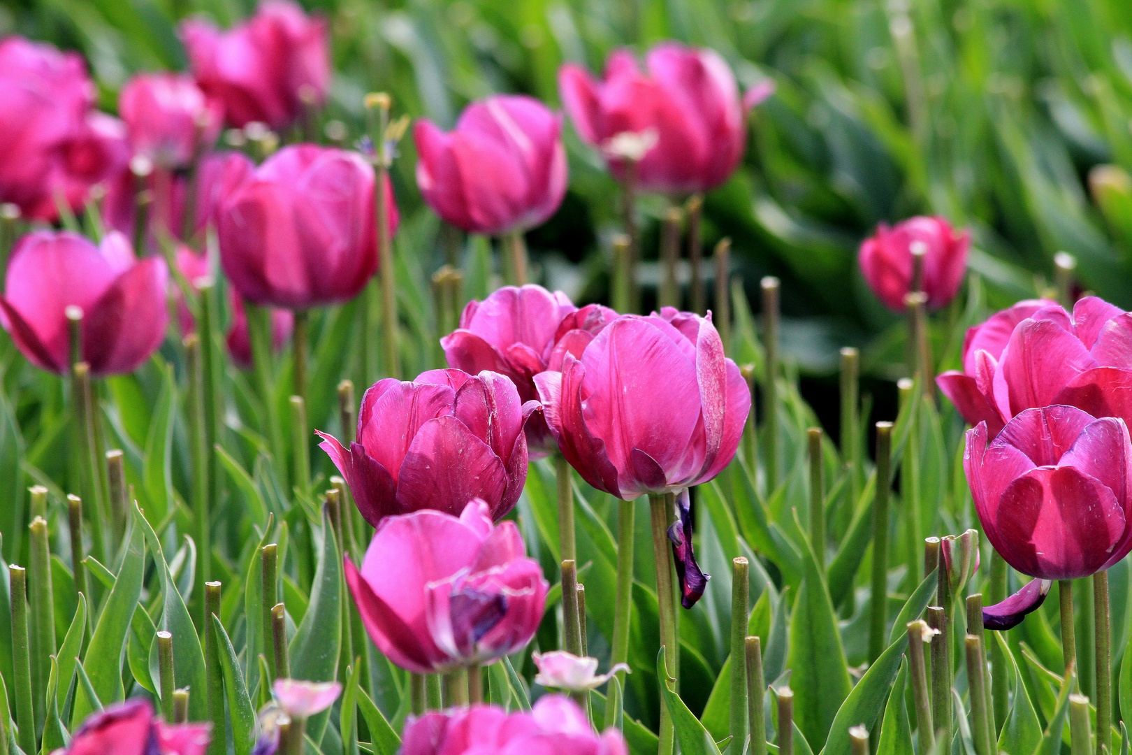 Tulpenfeld - Nachzügler