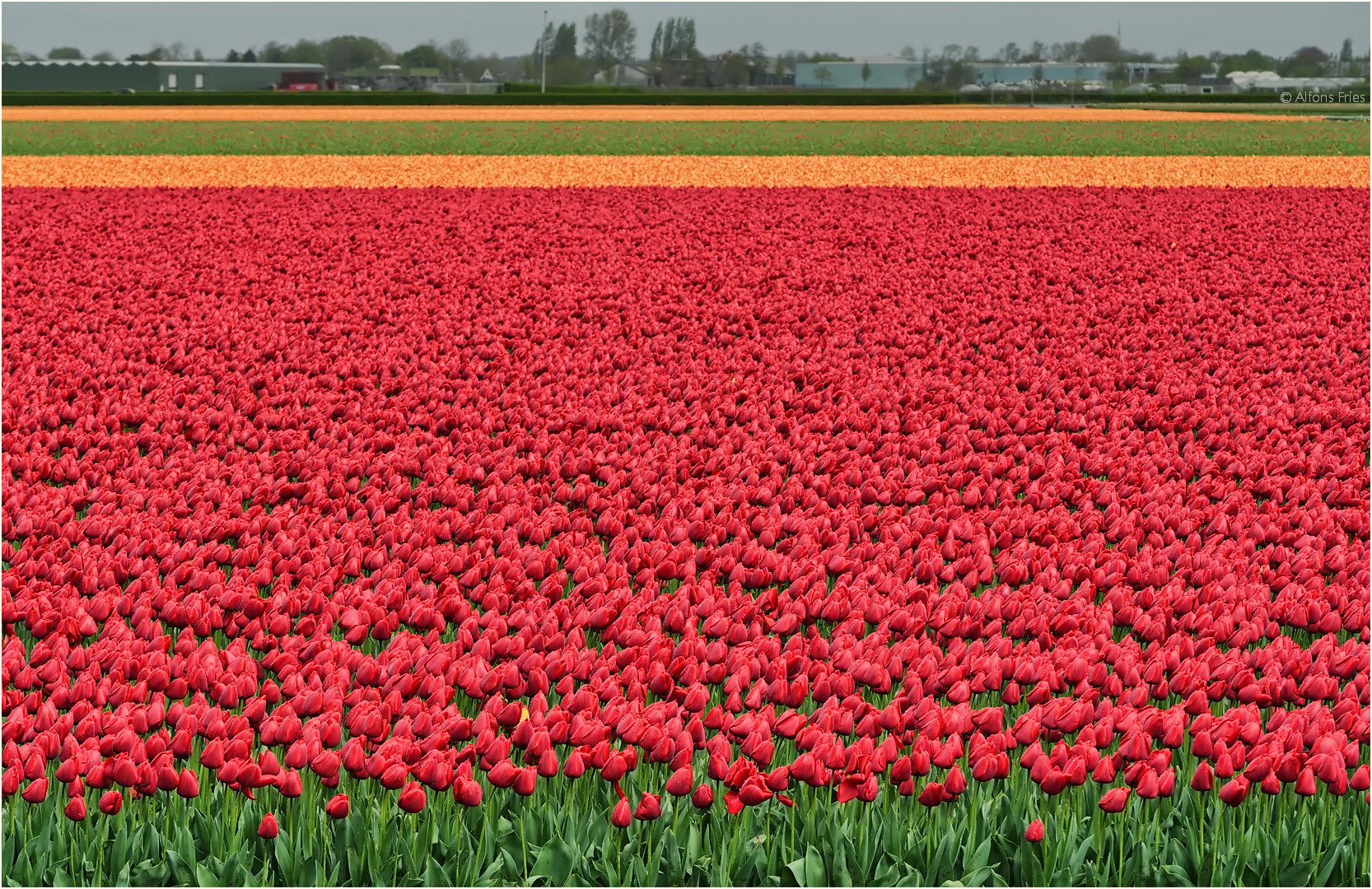 Tulpenfeld neben dem Keukenhof