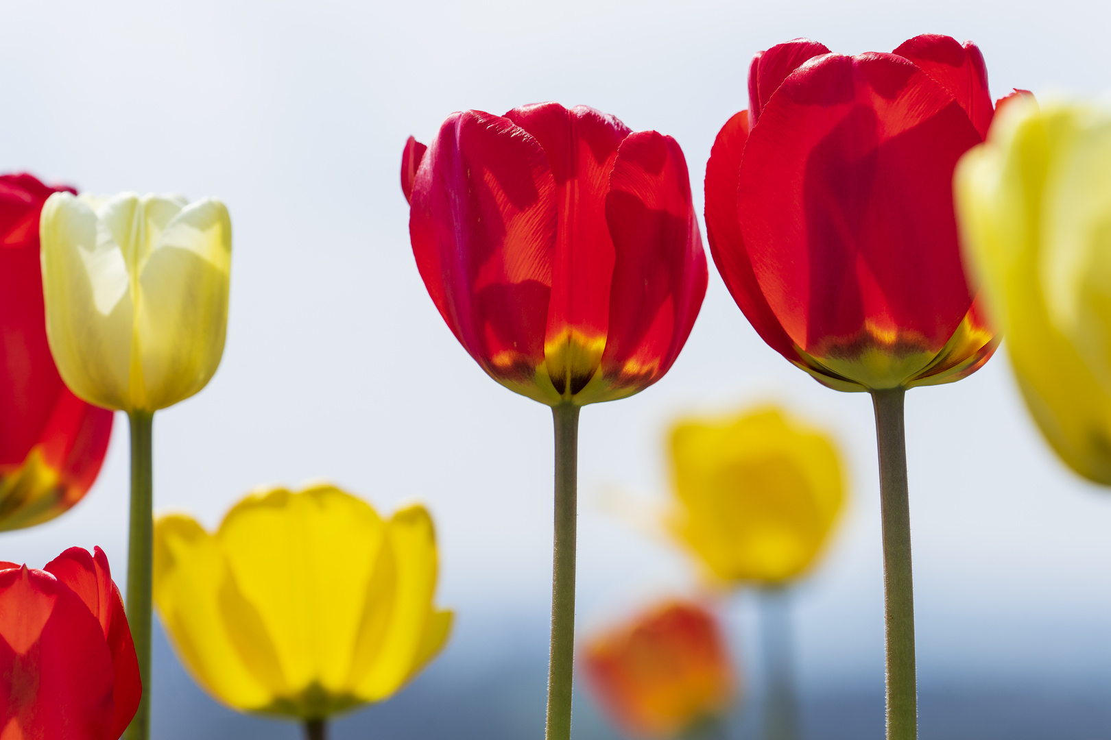  Tulpenfeld Oberlosa bei Plauen