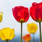  Tulpenfeld Oberlosa bei Plauen