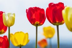  Tulpenfeld Oberlosa bei Plauen