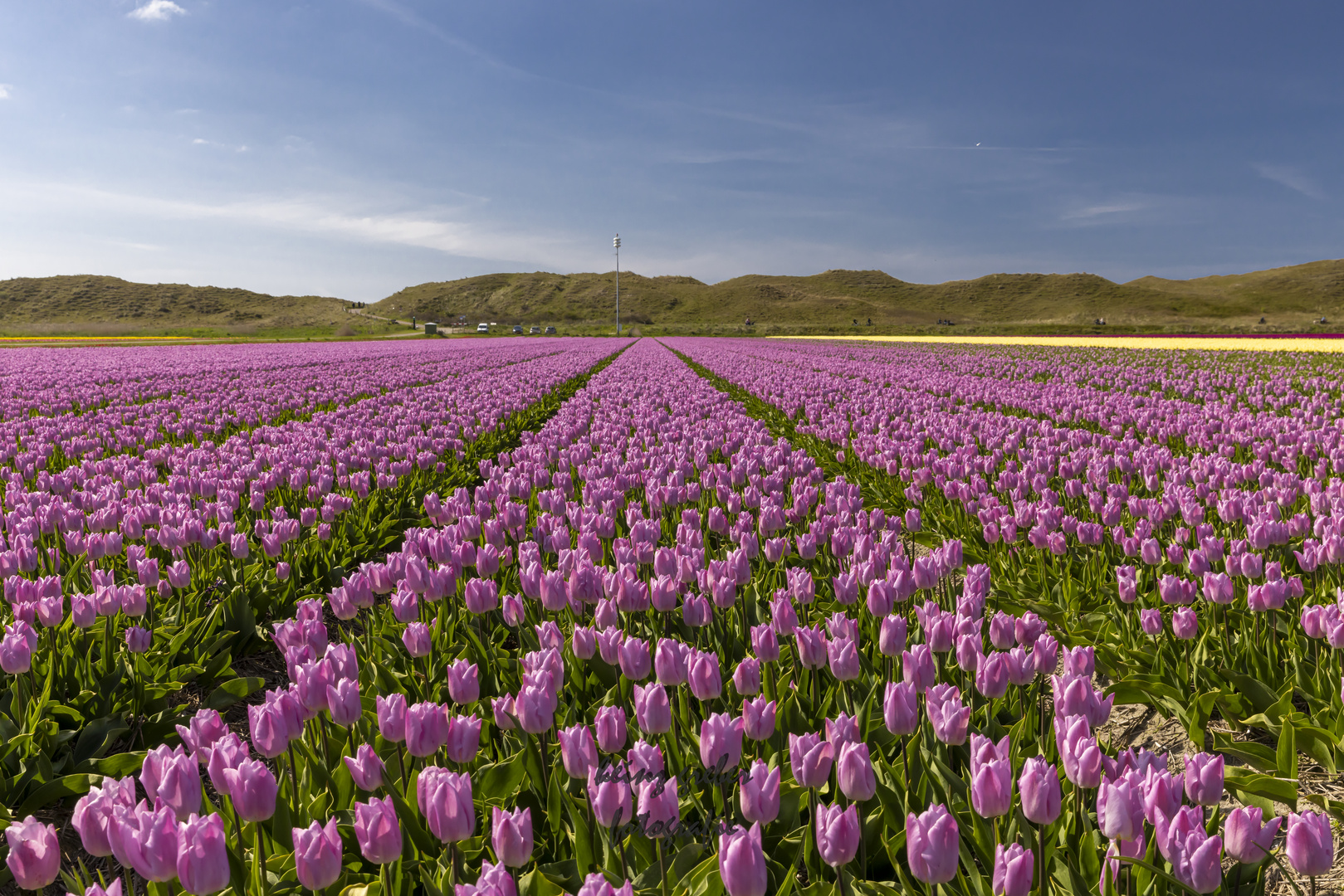 Tulpenfeld. Pink.