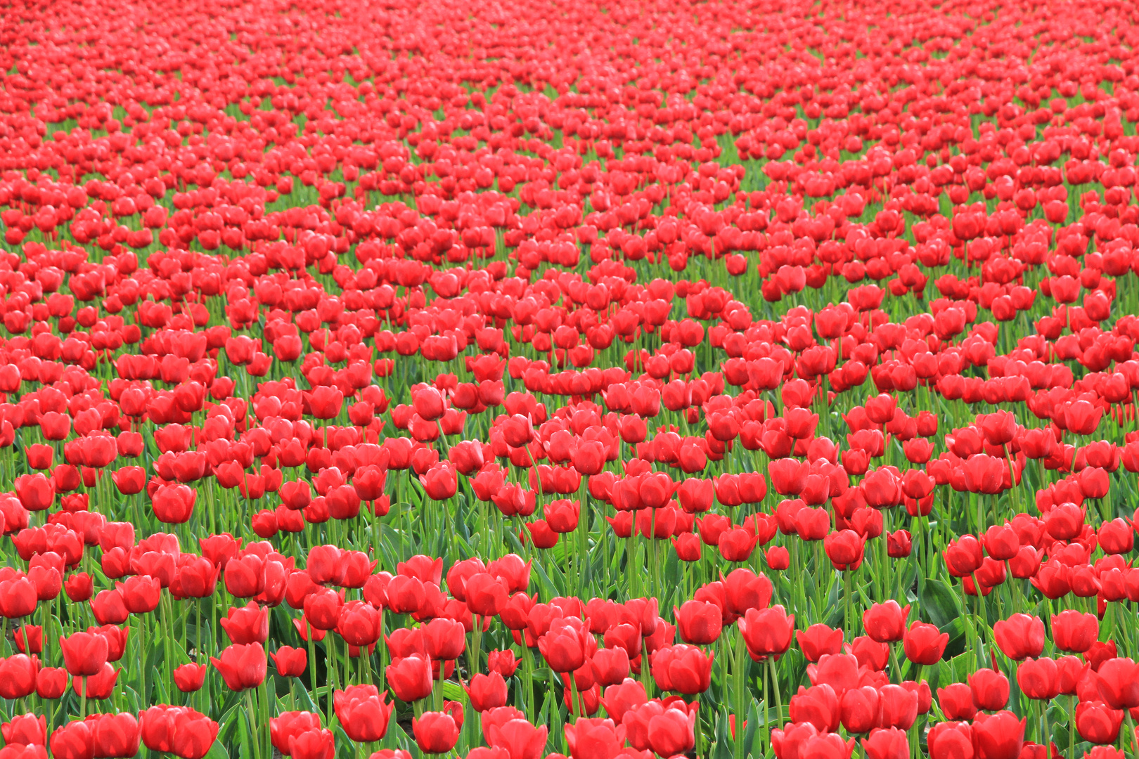 Tulpenfeld - rot soweit man sehen kann