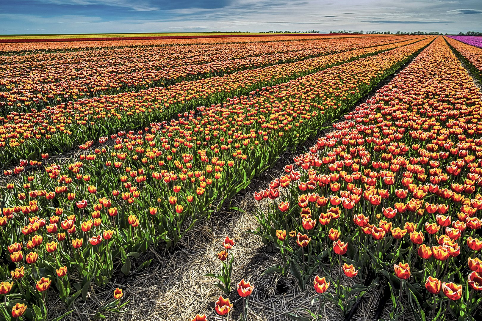 Tulpenfeld Sülzetal 