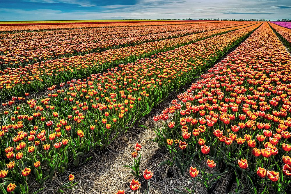 Tulpenfeld Sülzetal 