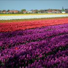 Tulpenfeld vor Egmond ...