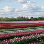 Tulpenfeld vor Raketenstation