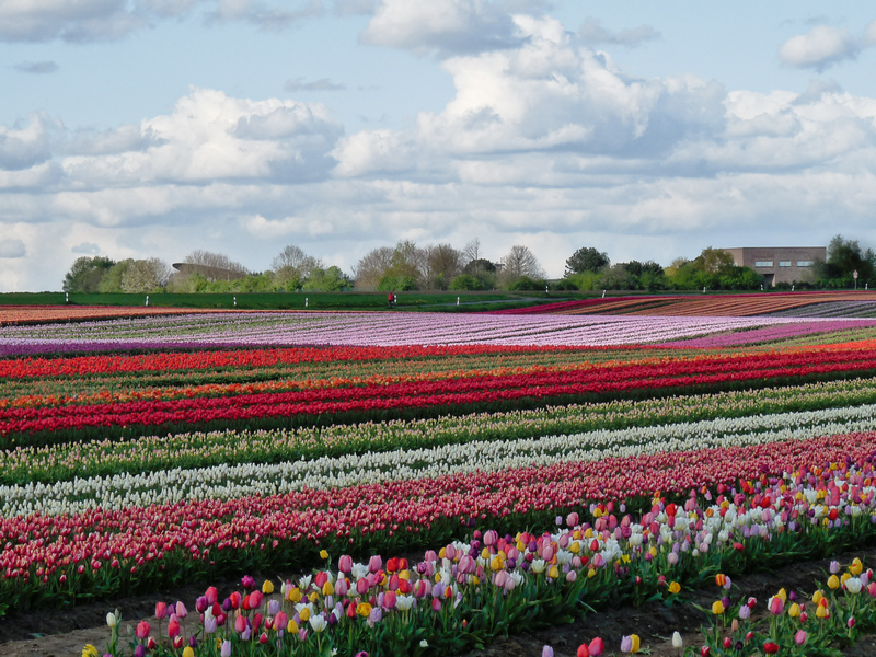 Tulpenfeld vor Raketenstation