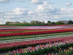 Tulpenfeld vor Raketenstation