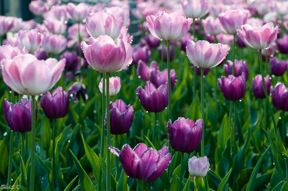 Tulpenfeld vor Schönbrunn