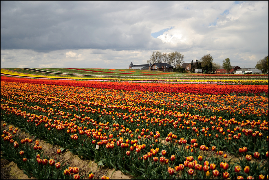 Tulpenfelder (1)