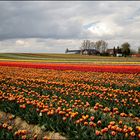 Tulpenfelder (1)
