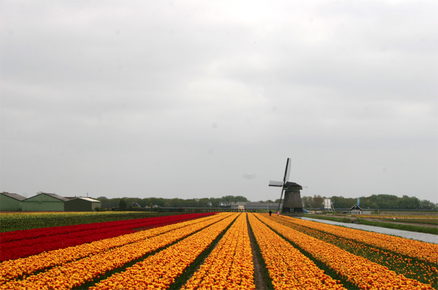 Tulpenfelder