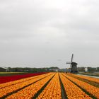 Tulpenfelder