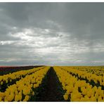 Tulpenfelder (3)