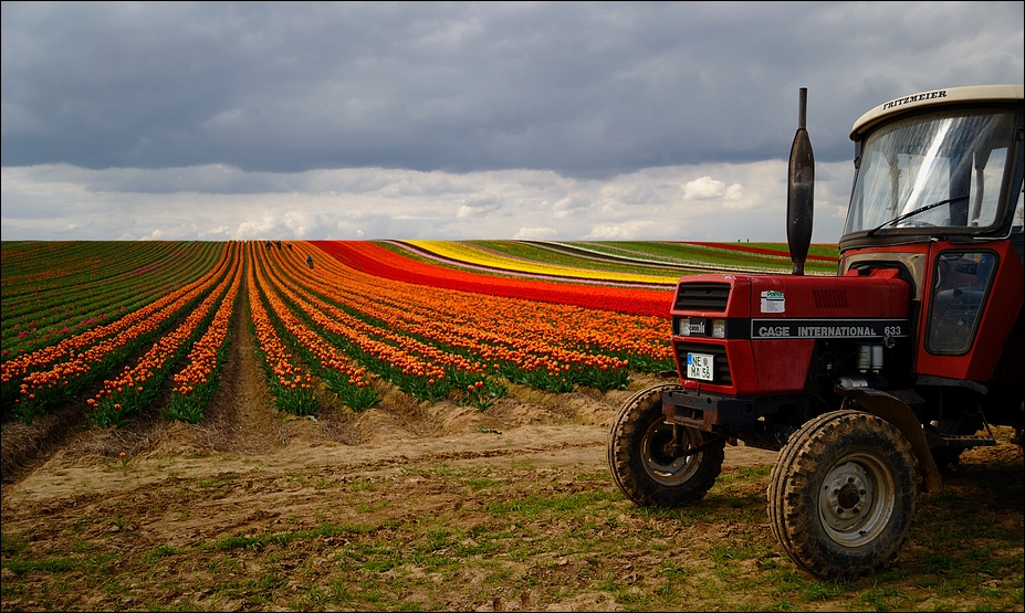 Tulpenfelder (6)