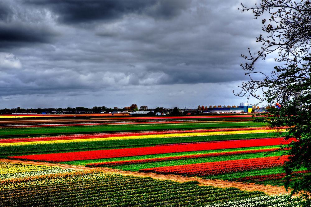 Tulpenfelder von Gabi56 