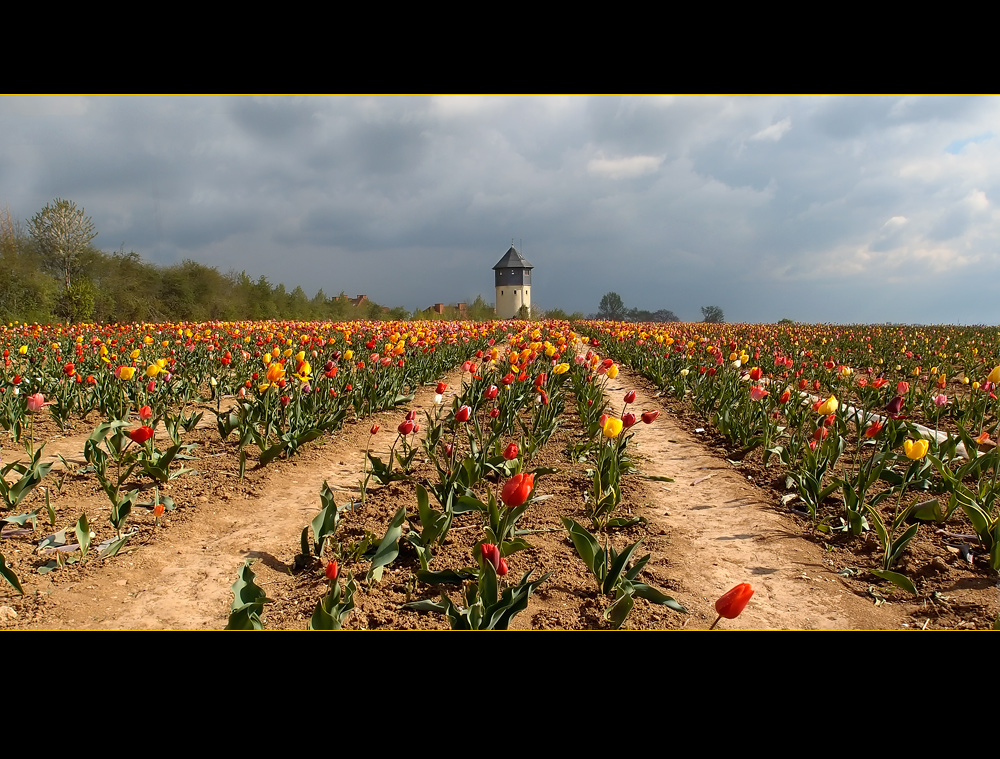 Tulpenfelder von Heidi G. K. 
