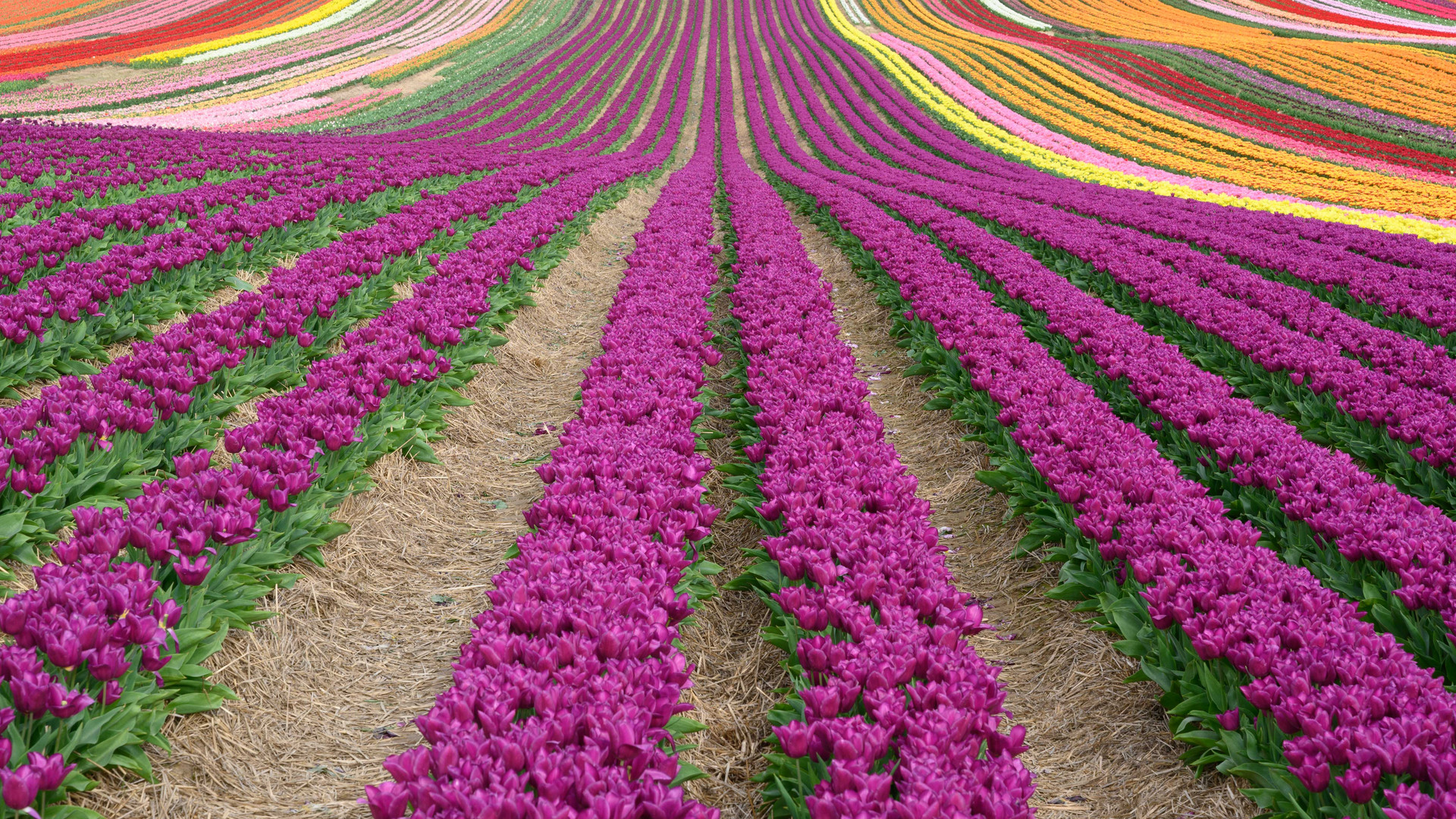 Tulpenfelder am Niederrhein 1