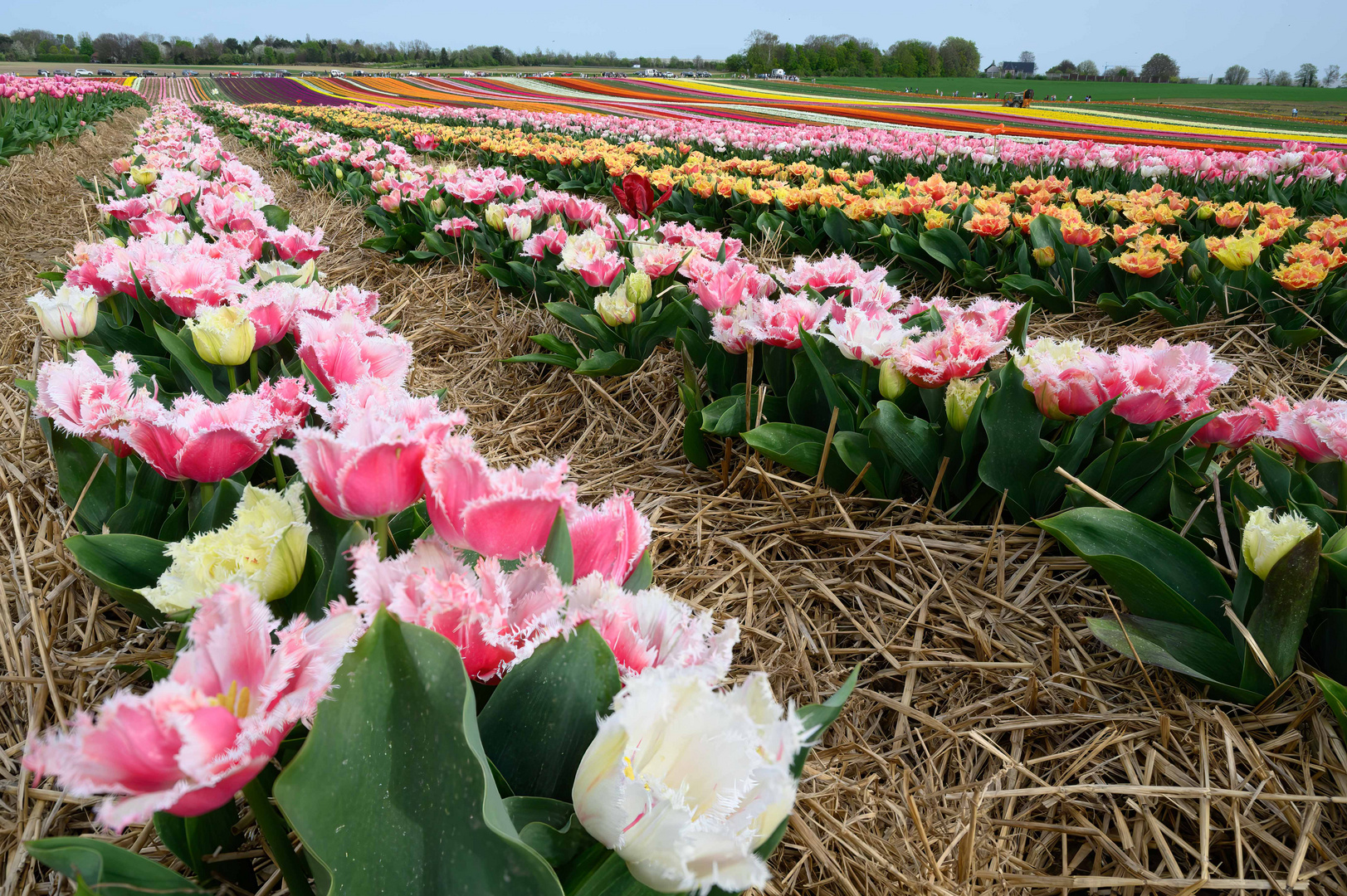 Tulpenfelder am Niederrhein 2