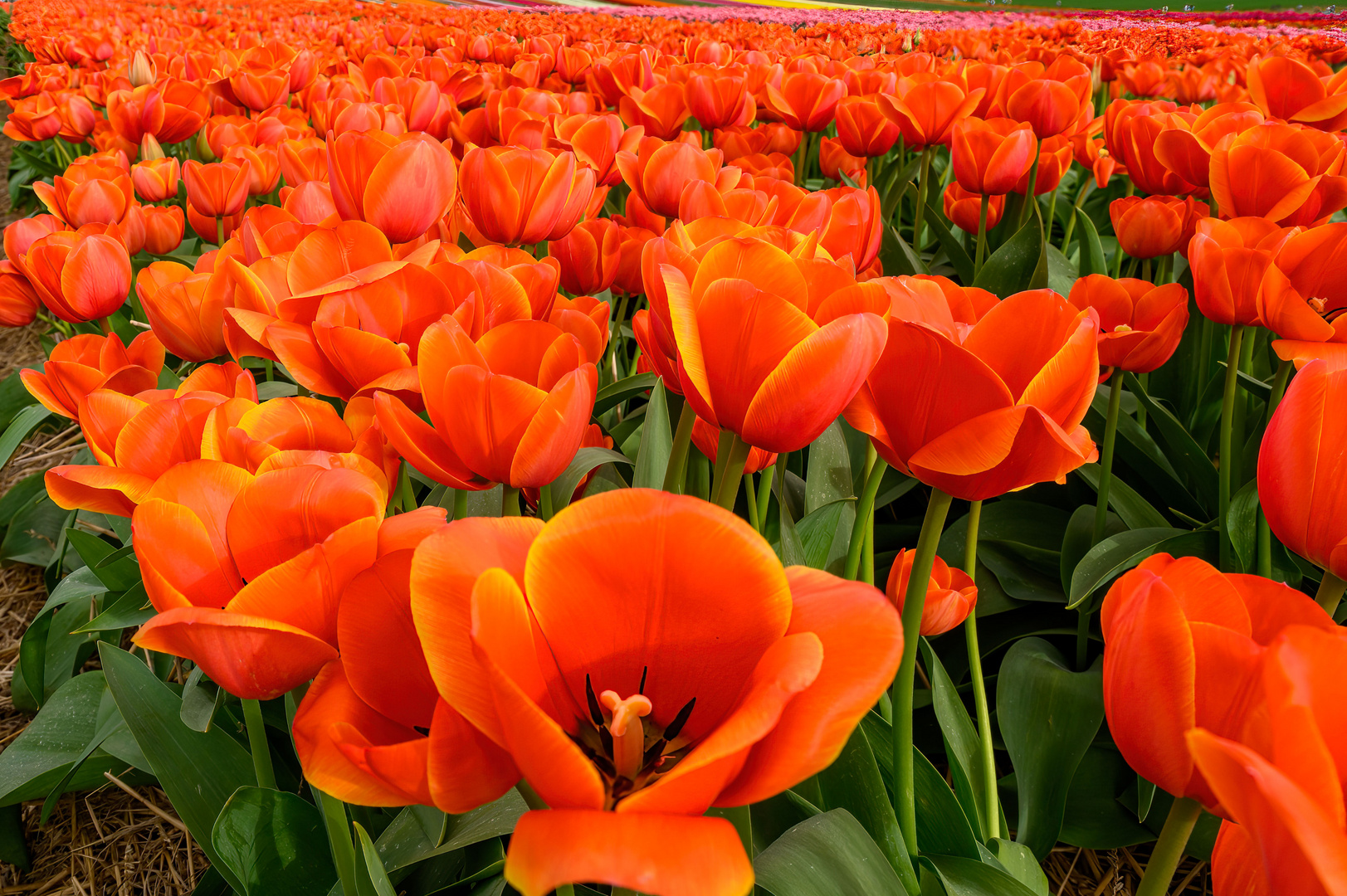 Tulpenfelder am Niederrhein 3