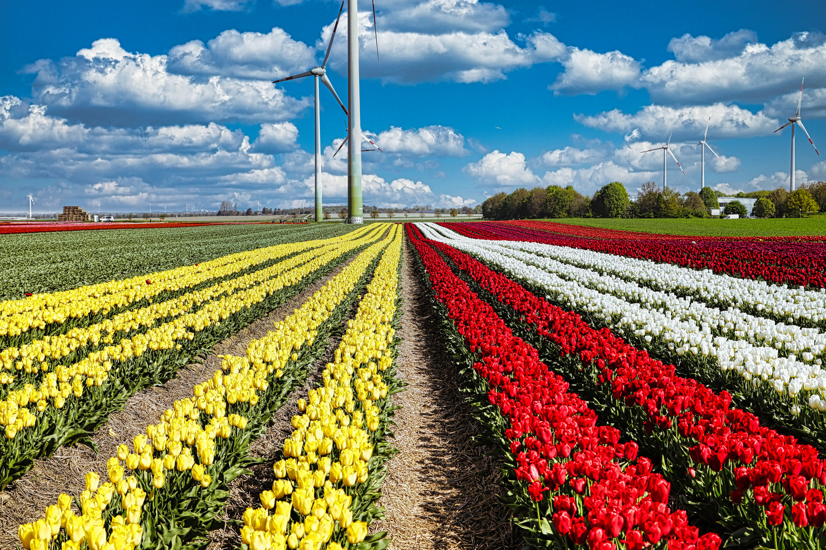 Tulpenfelder am Niederrhein