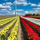 Tulpenfelder am Niederrhein