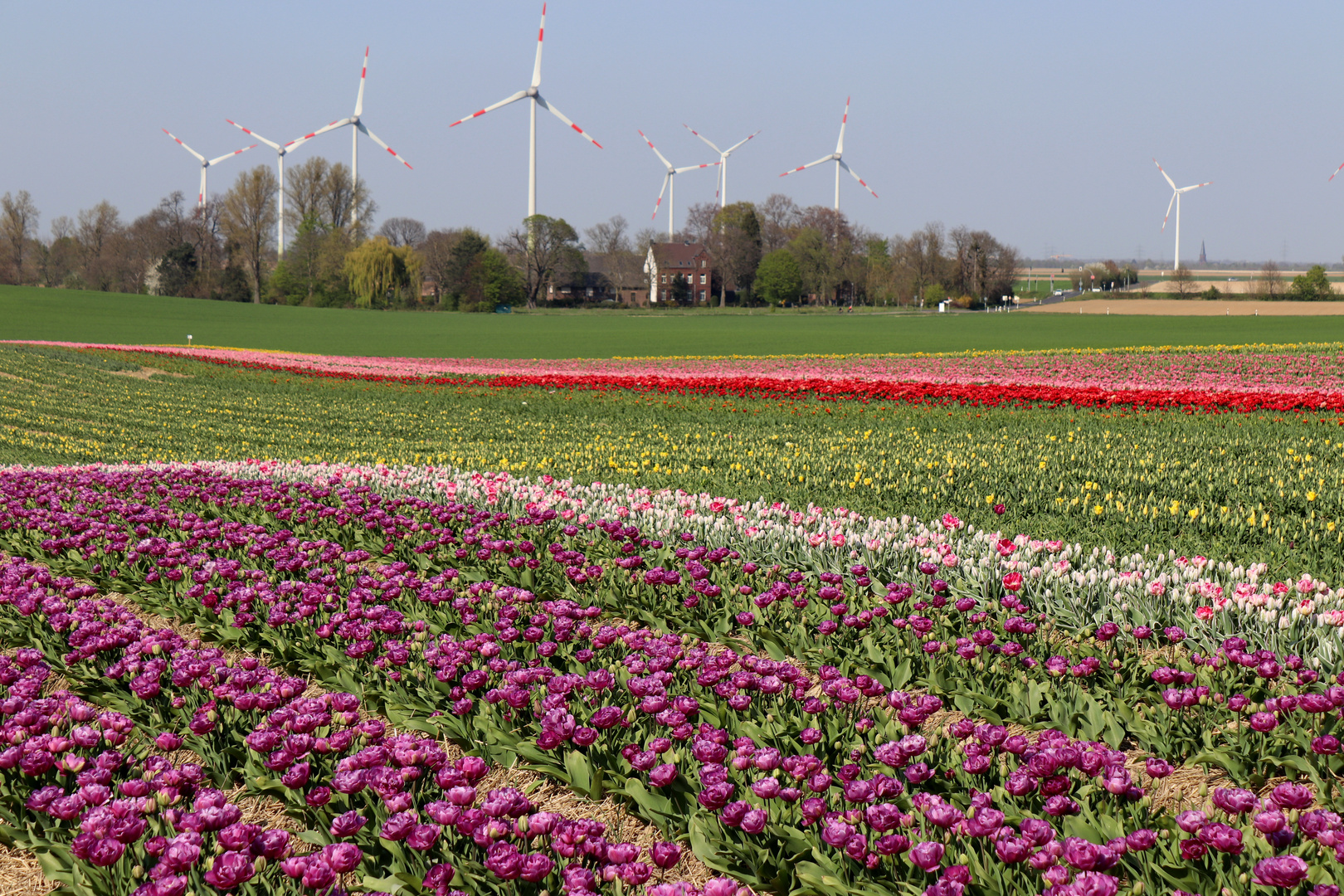 Tulpenfelder bei Grevenbroich