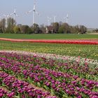 Tulpenfelder bei Grevenbroich