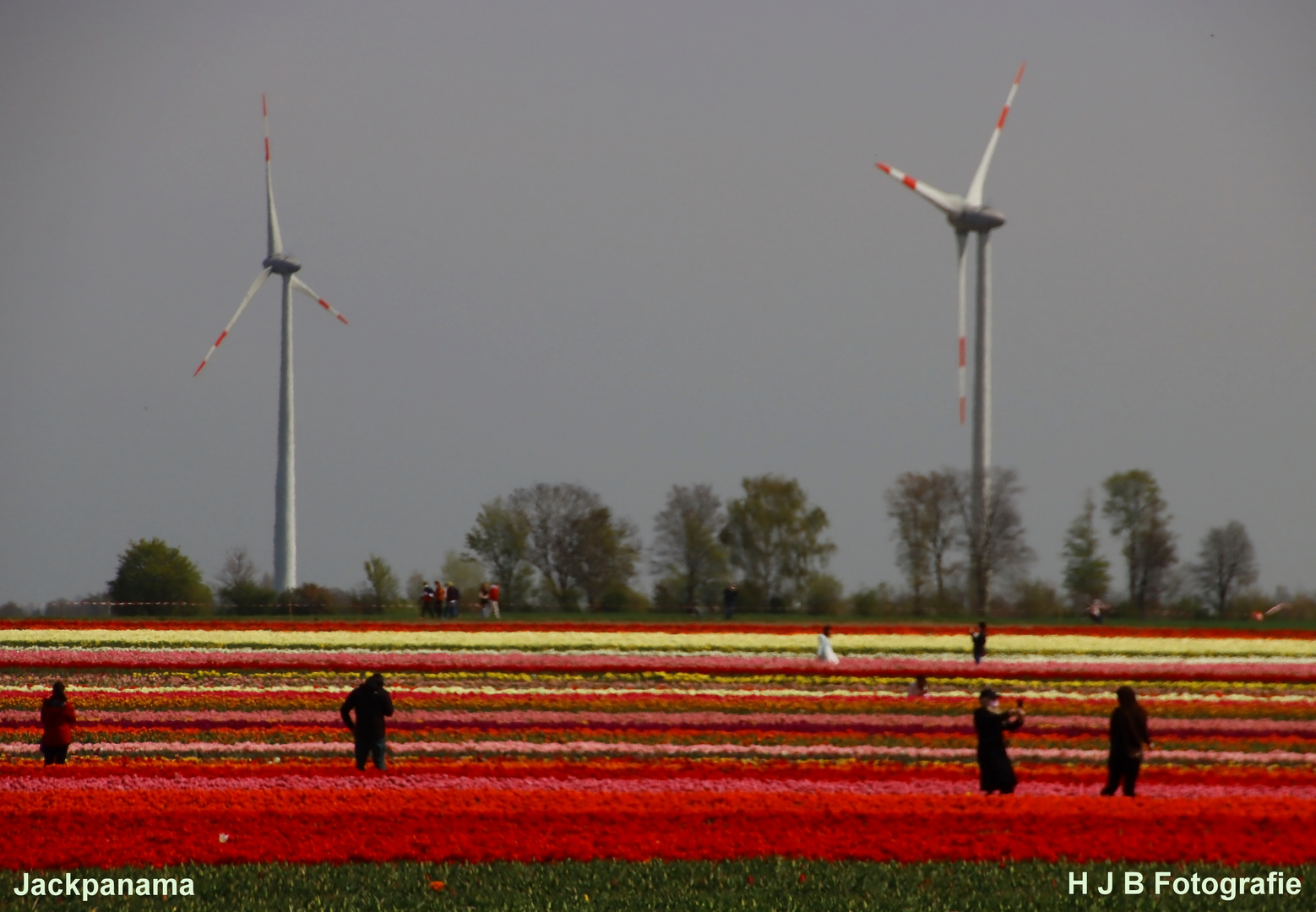 Tulpenfelder bei Grevenbroich