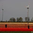 Tulpenfelder bei Grevenbroich