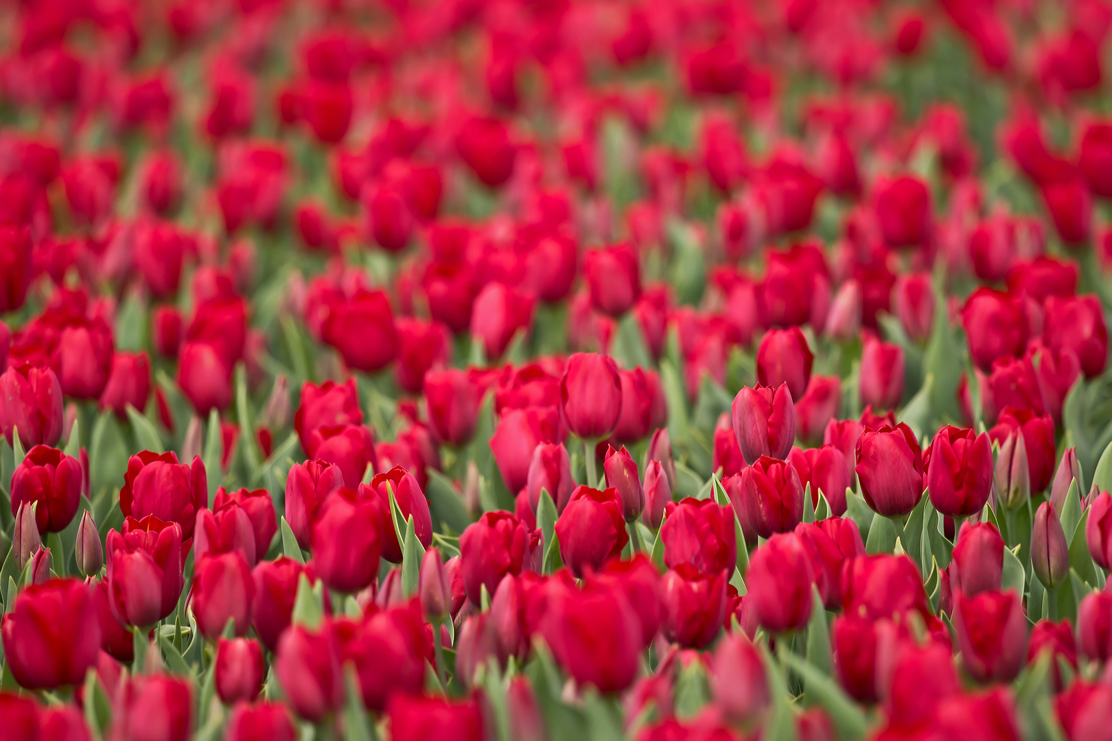 Tulpenfelder beim Keukenhof (NL, Lisse)