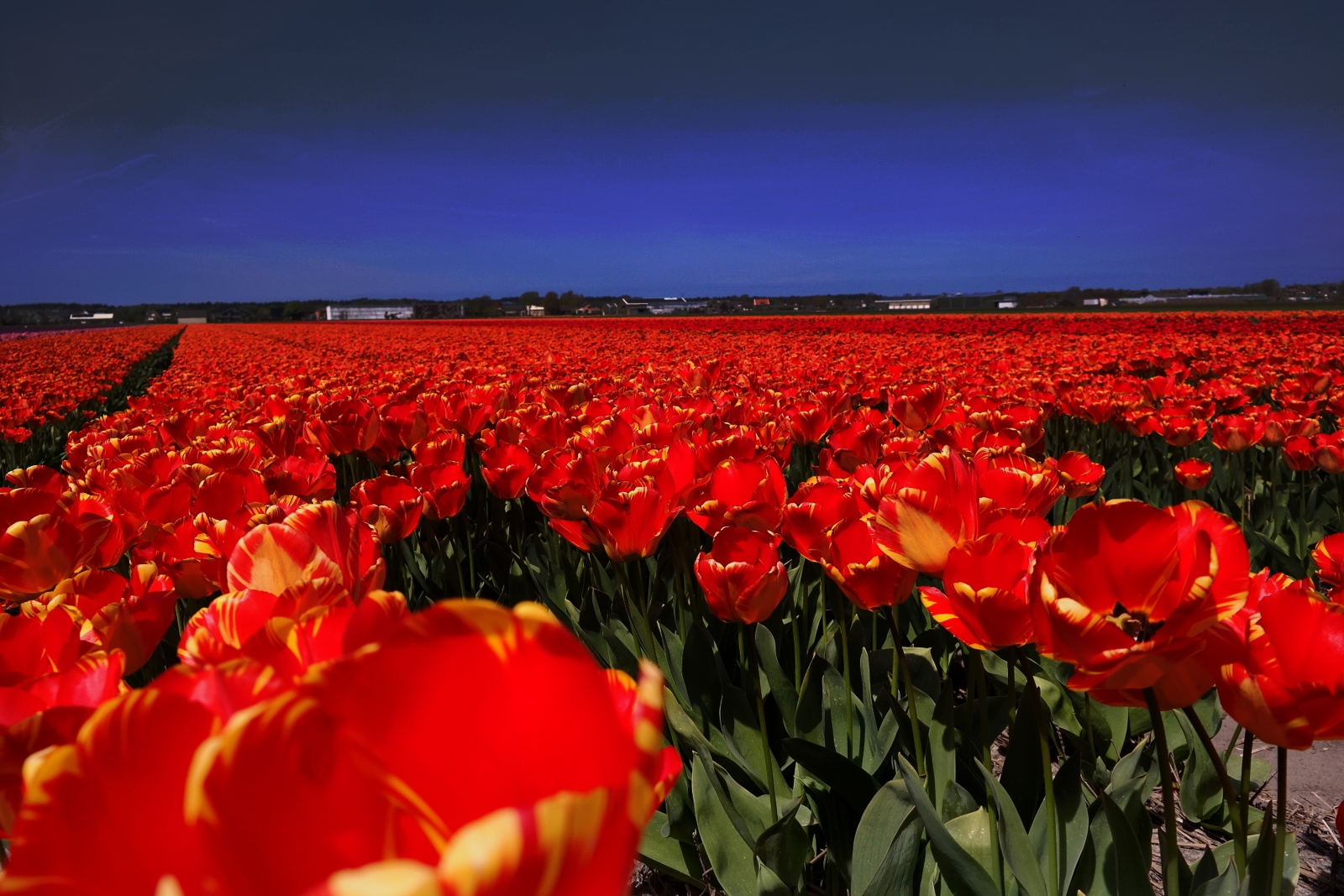 Tulpenfelder