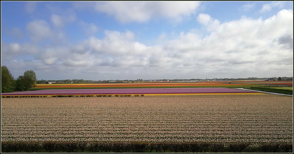 TULPENFELDER GANZ BREIT