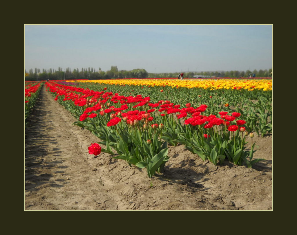 Tulpenfelder gibts auch in Hürth...