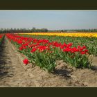 Tulpenfelder gibts auch in Hürth...