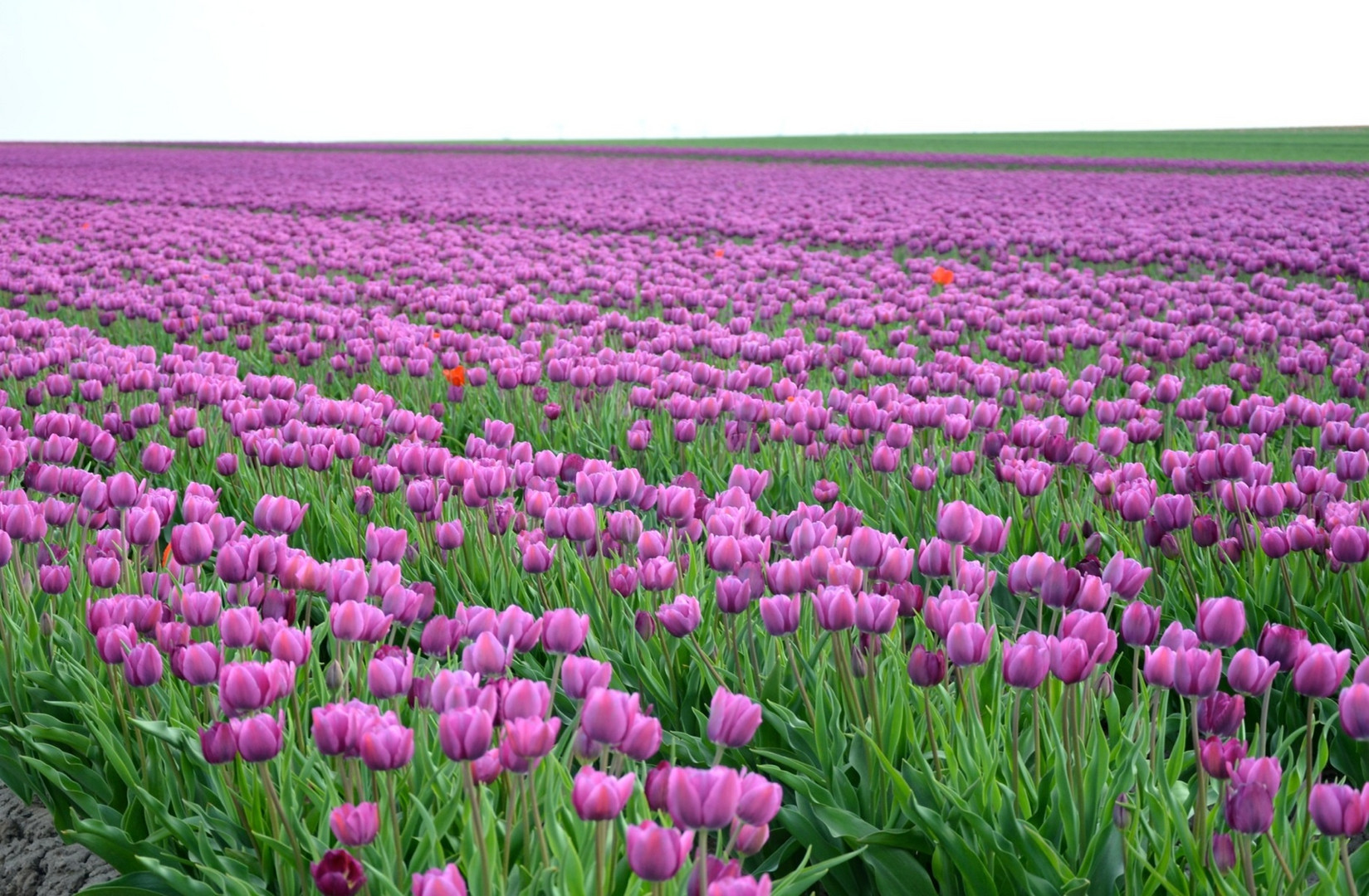 Tulpenfelder in der Börde