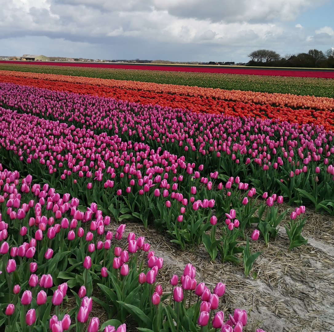 Tulpenfelder in Holland 
