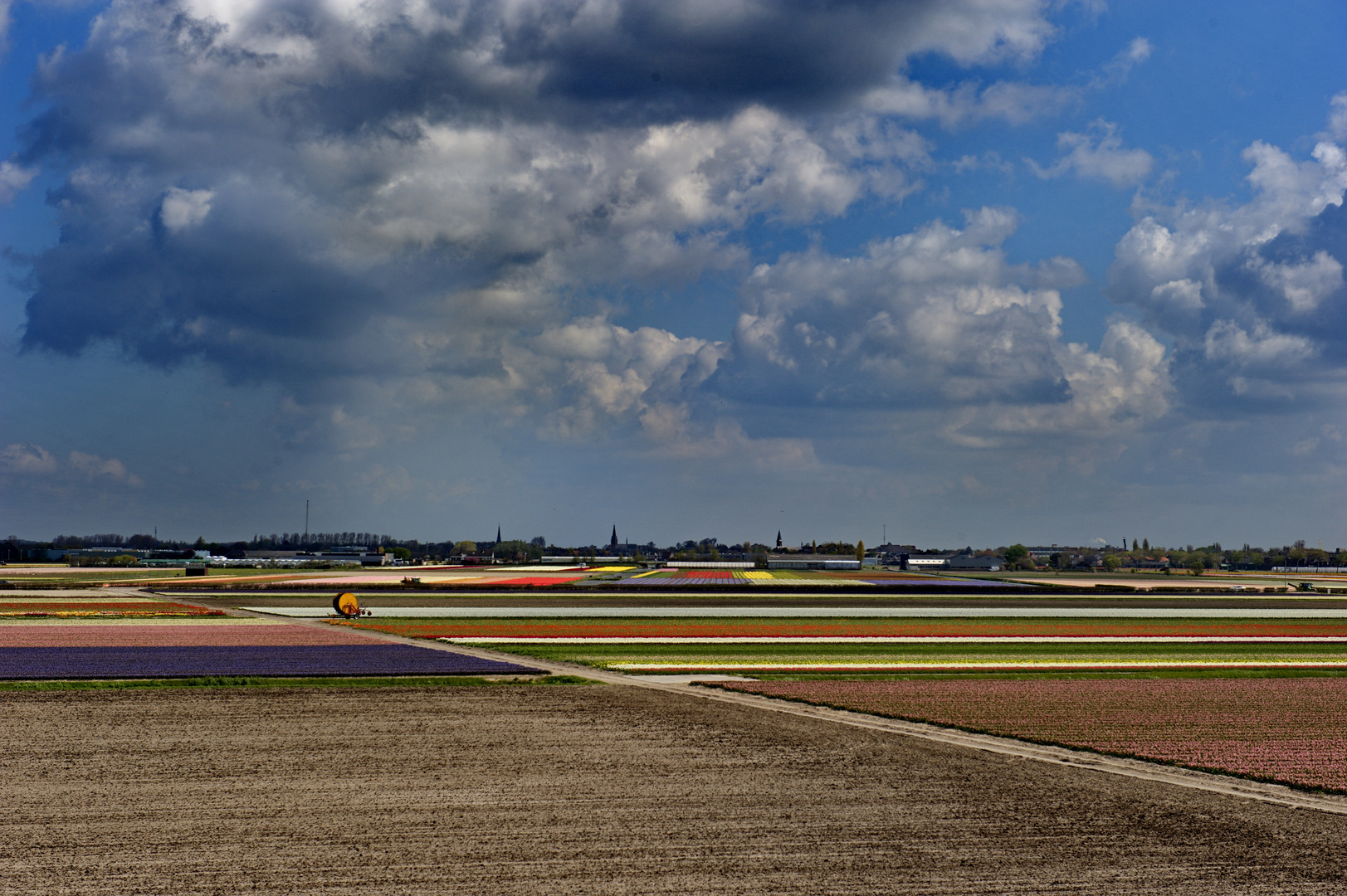 Tulpenfelder in Holland