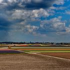 Tulpenfelder in Holland