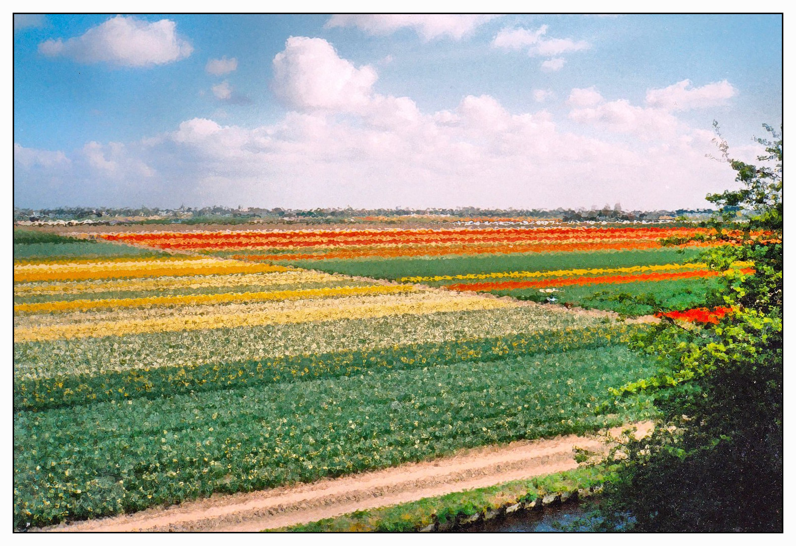 Tulpenfelder in Holland