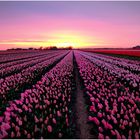 Tulpenfelder in Nordholland