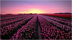 Tulpenfelder in Nordholland