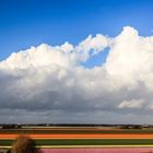 Tulpenfelder in Nordholland