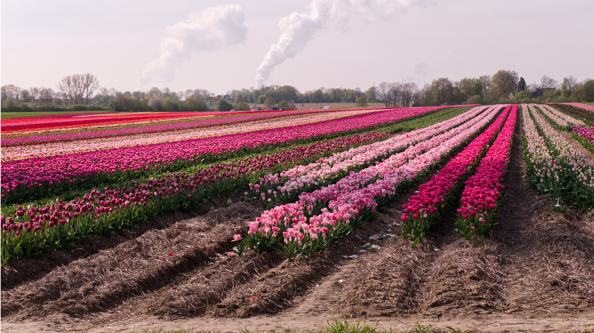 Tulpenfelder in NRW