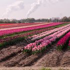 Tulpenfelder in NRW