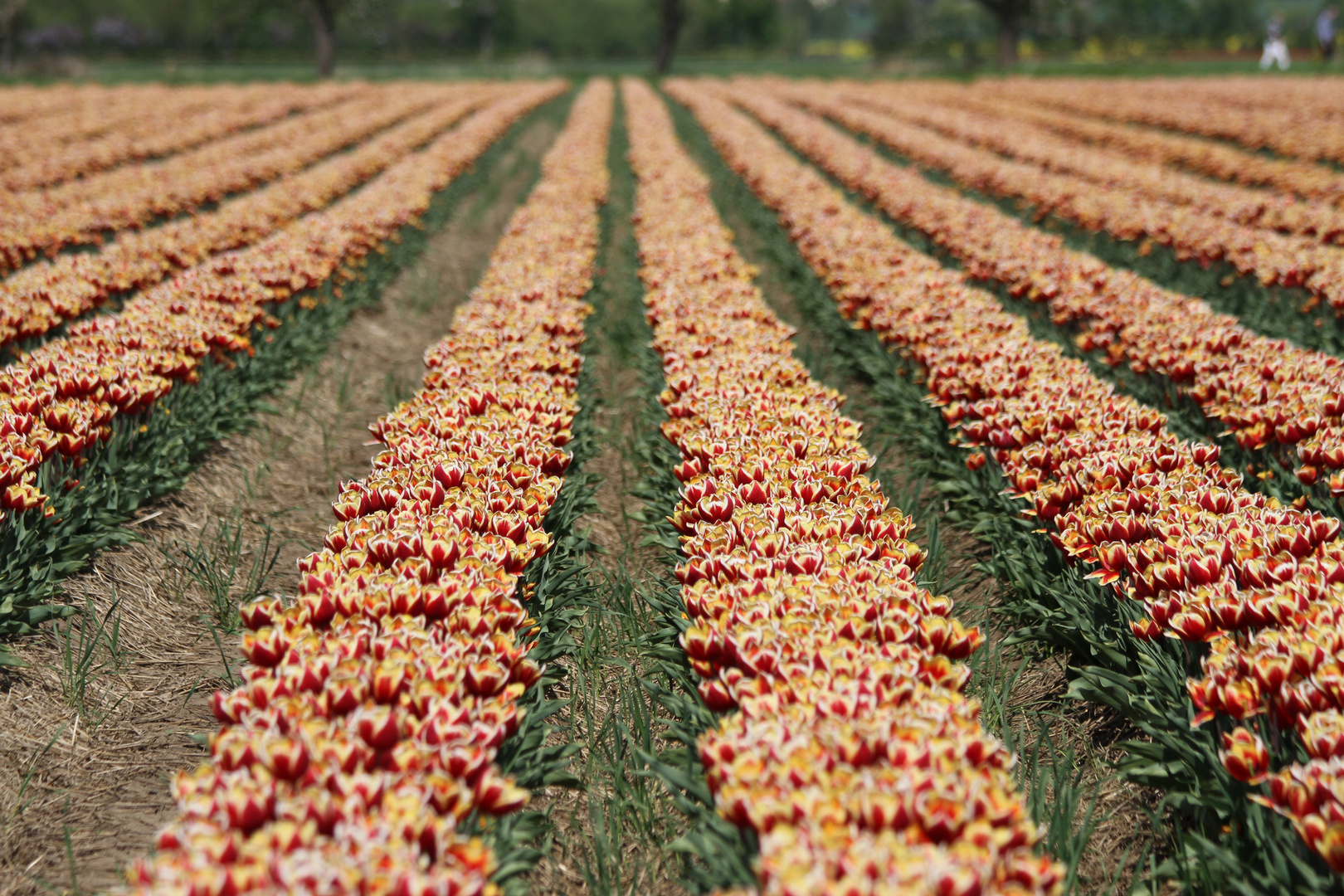 Tulpenfelder in Schwaneberg bei Magdeburg