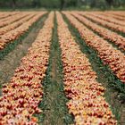 Tulpenfelder in Schwaneberg bei Magdeburg